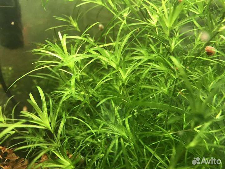 Аквариумные растения