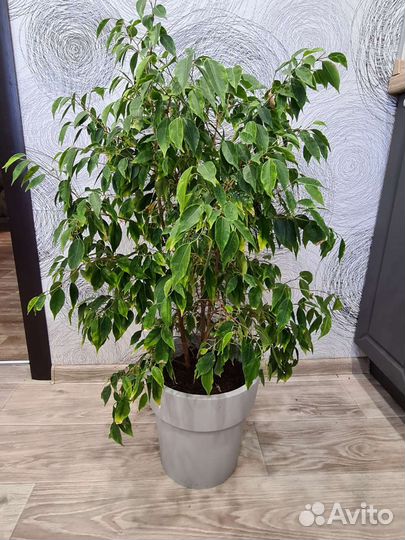 Фикус бенджамина