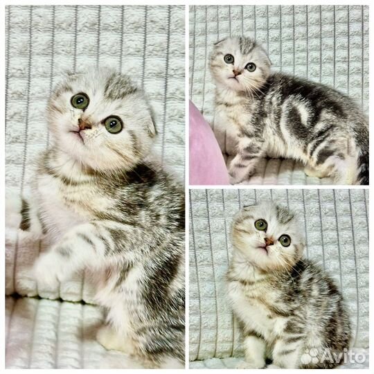Шотландские вислоухие и прямоухие котята