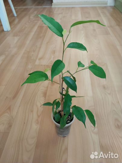 Фикусы сортовые