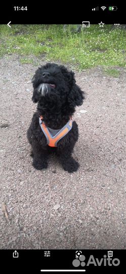 Дождевик для собаки