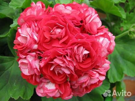 Пеларгонии сортовые