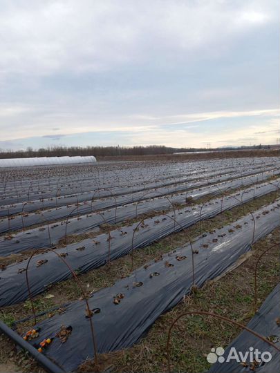 Маленькие дуги для капусты и клубники