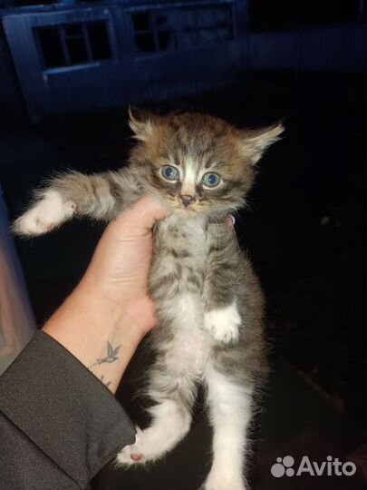 Кошки бесплатно