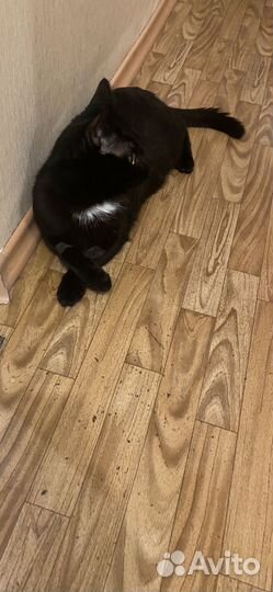 Отдам кота в добрые руки, есть доставка