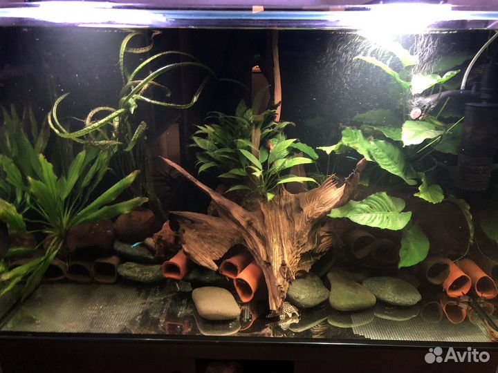 Анциструс l144 snow white