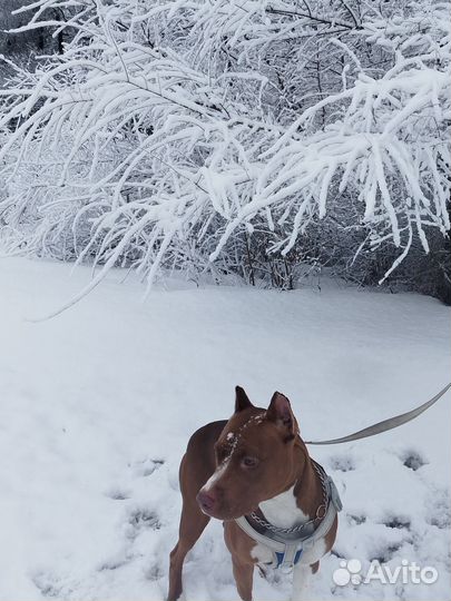 Щенки питбуля