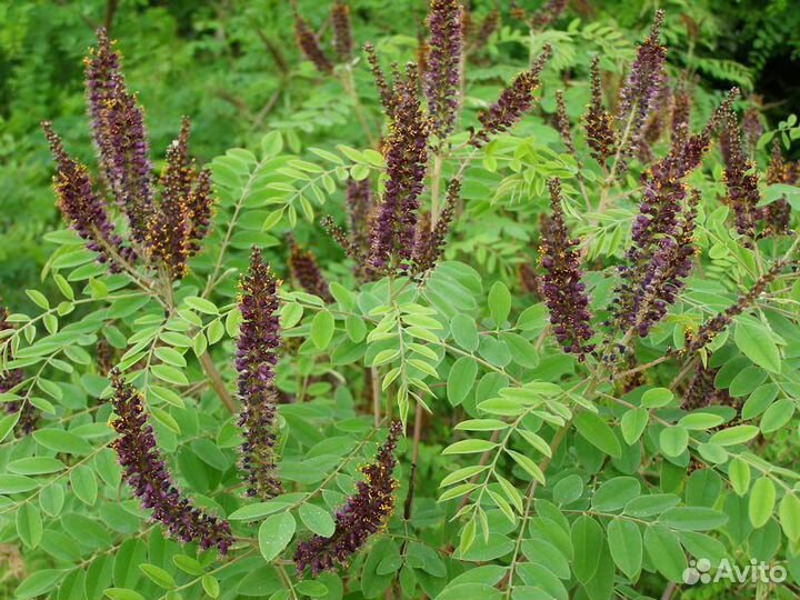 Аморфа кустарниковая