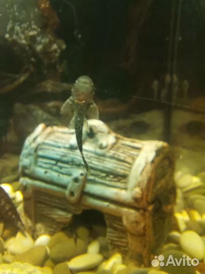 Аквариумные рыбки сомики