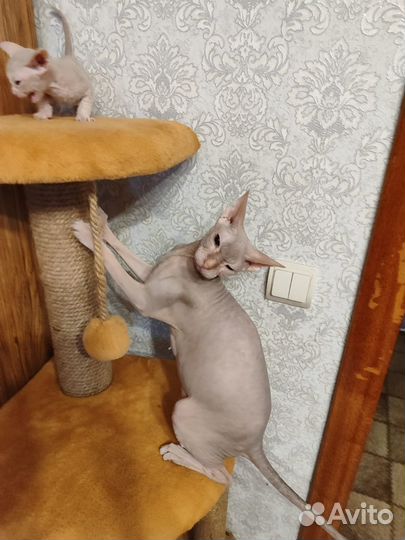 Донской сфинкс велюр котята