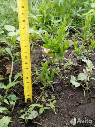 Саженцы самшита