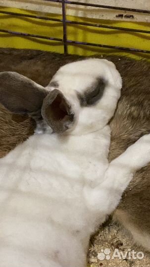 Калифорнийский декоротивный кролик