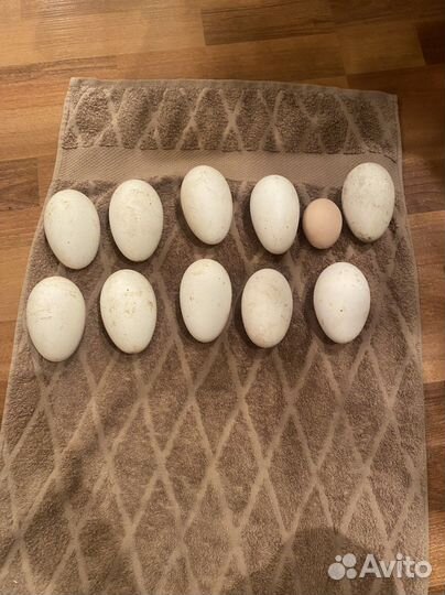 Гуси на племя