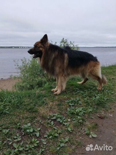 Вязка,кобель,5 лет,развязан
