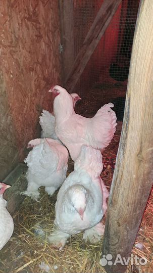 Брама Белая Инкубационное яйцо