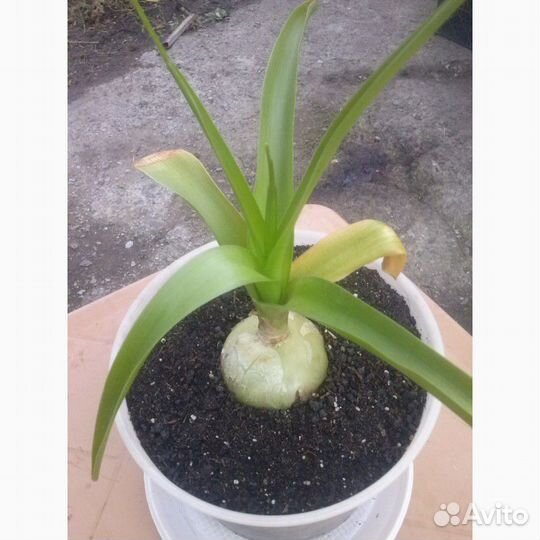 Птицемлечник (индийский лук)