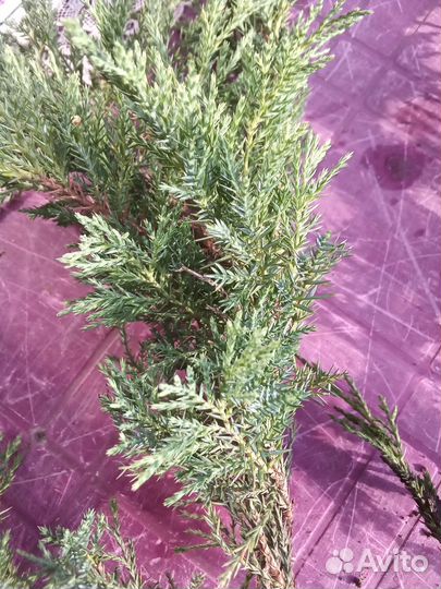 Можжевельник голубой