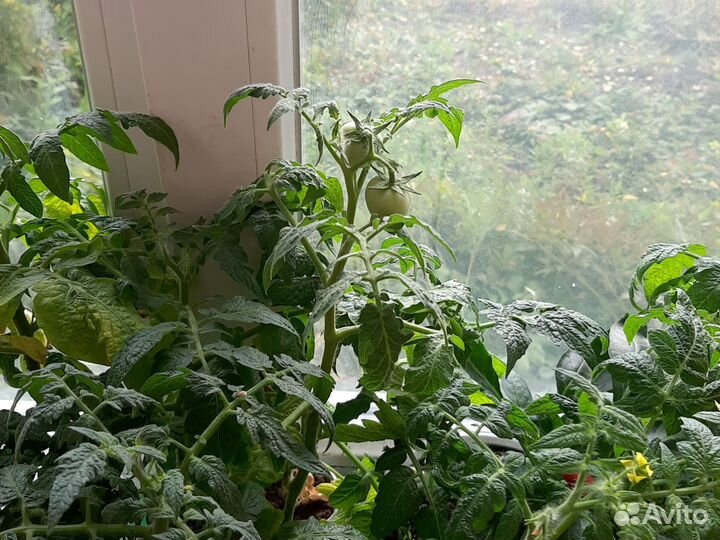 Рассада балконных томатов