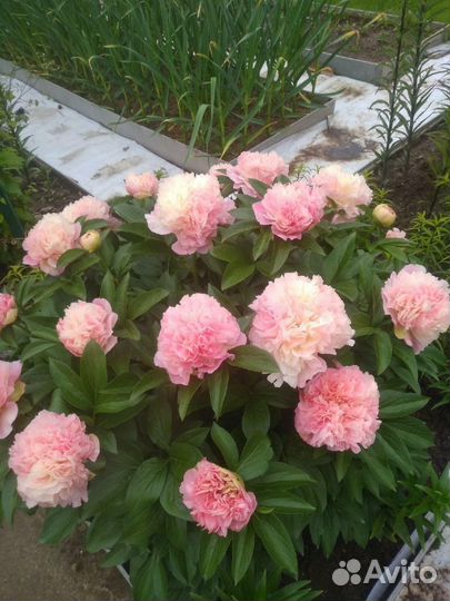 Пионы деленки Лоис Чойс