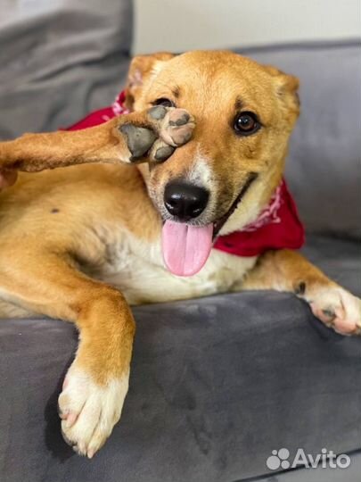 Собака улыбака в дар