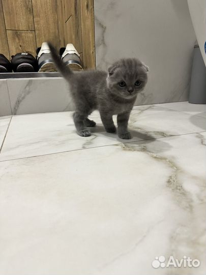 Котята британцы