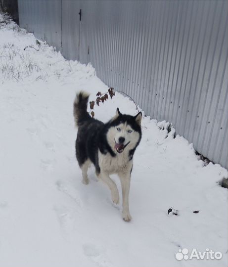 Сибирский хаски