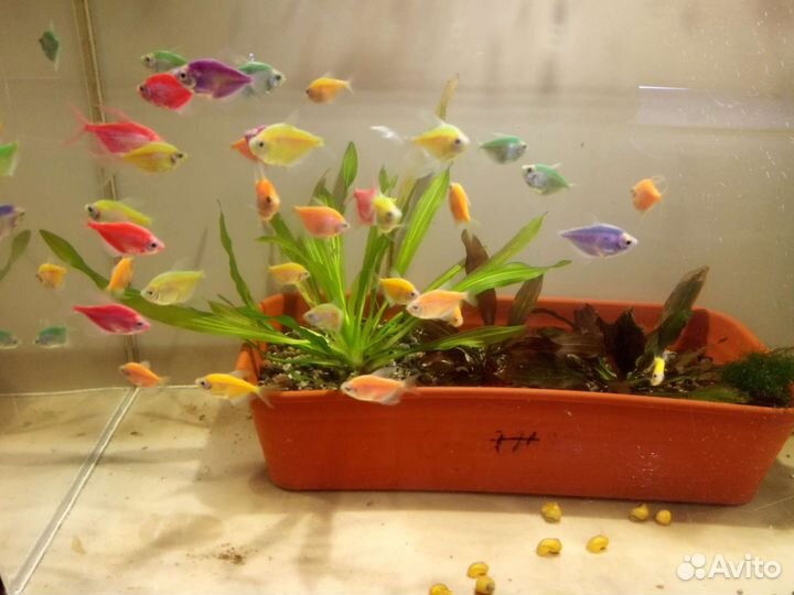 Аквариумные рыбки
