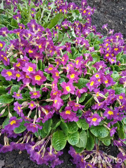 Галантус, мускари, примула, молочай