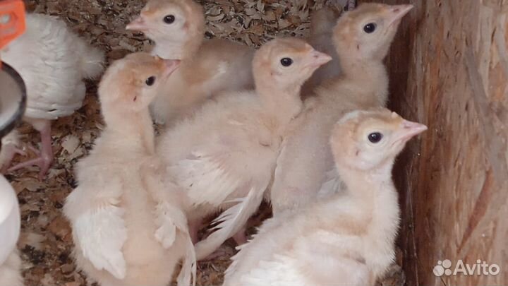 Индюшата утята