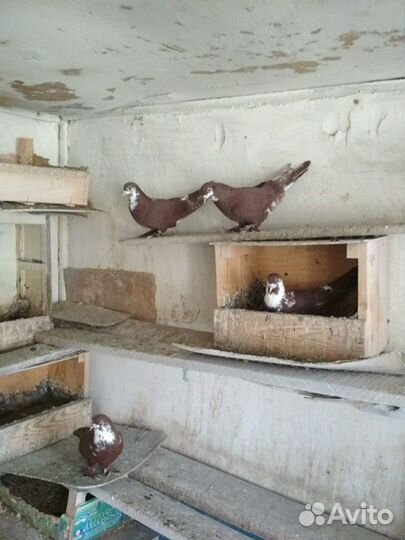 Артемоны старая линия, сивые