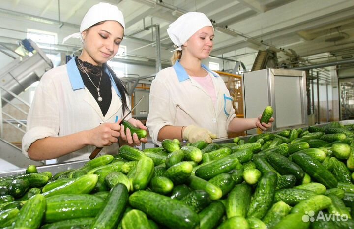 Сортировщик овощей