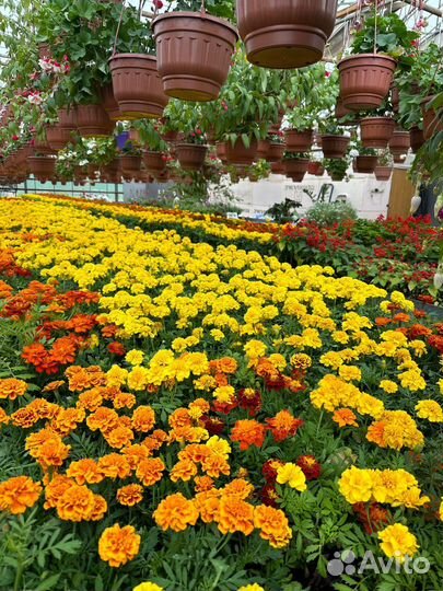 Рассада цинерария бегония для клумбы