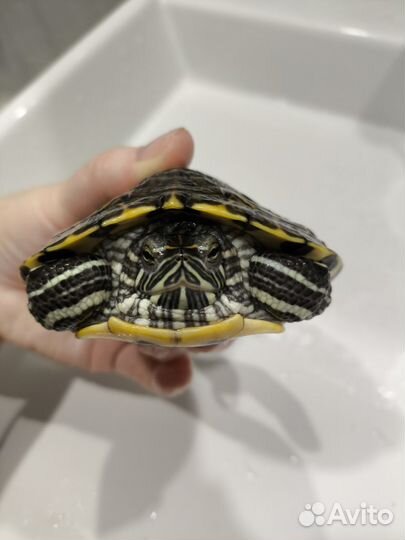 Красноухая черепаха с аквариумом