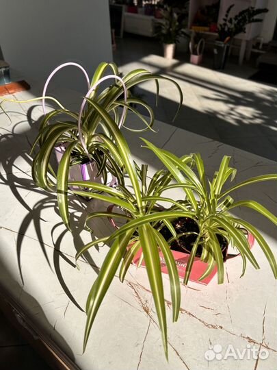 Аукуба, хлорофитум, сингониум комнатные цветы