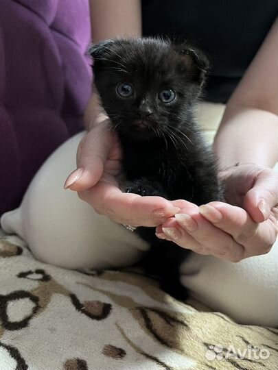 Отдам котят британской кошки