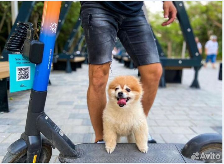 Электросамокаты Ninebot для кикшеринга