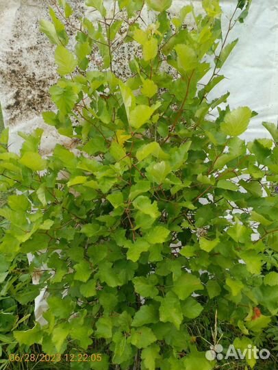 Саженцы боярышника 110-130см живая изгородь