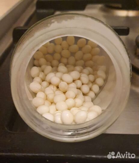 Яйца и улитки Ахатина Альбино ретикулята