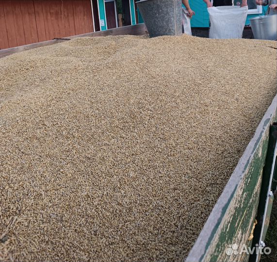 Зерно пшеница ячмень