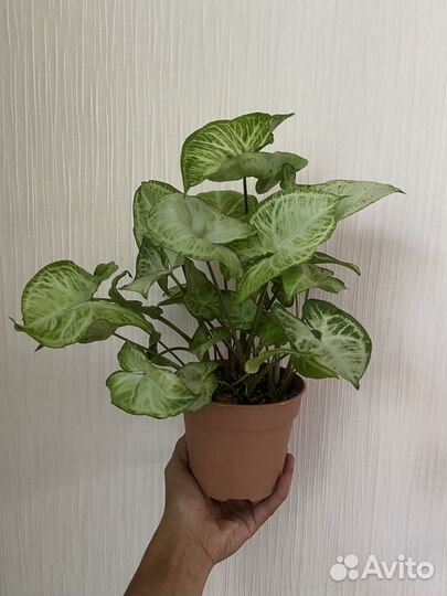 Комнатные растения