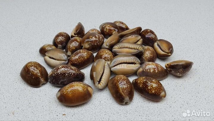 Капутсерпентус 2,70 морская ракушка раковина