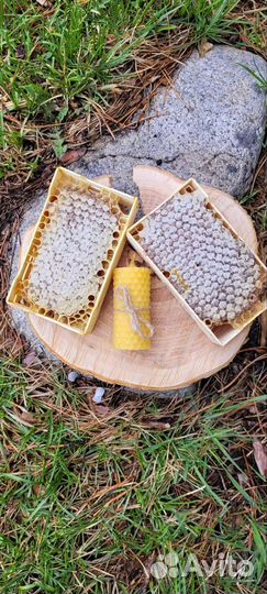 Варенье из сосновых шишек