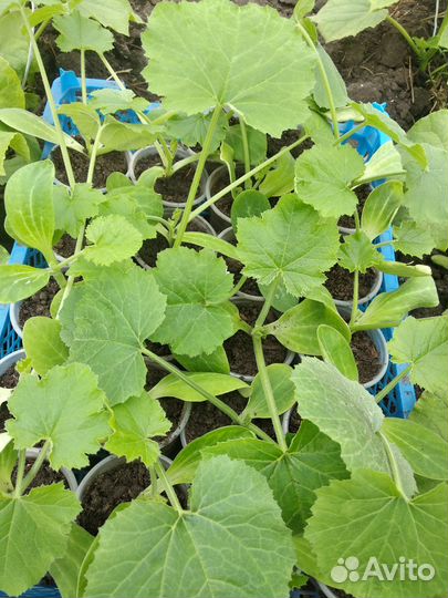 Рассада арбузов