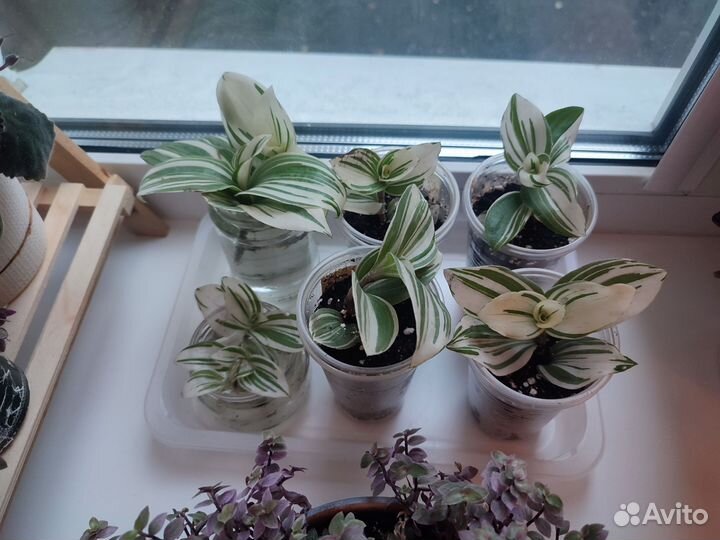 Традесканция белая