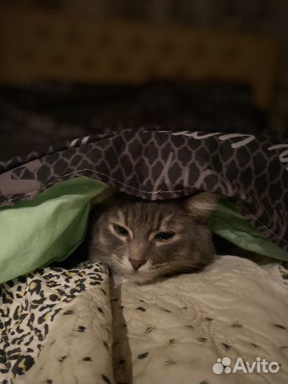Кошка в дар бесплатно