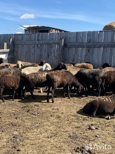 Курдючные бараны овцы
