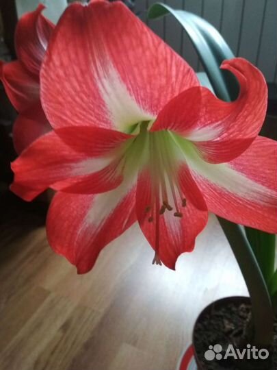 Амариллис