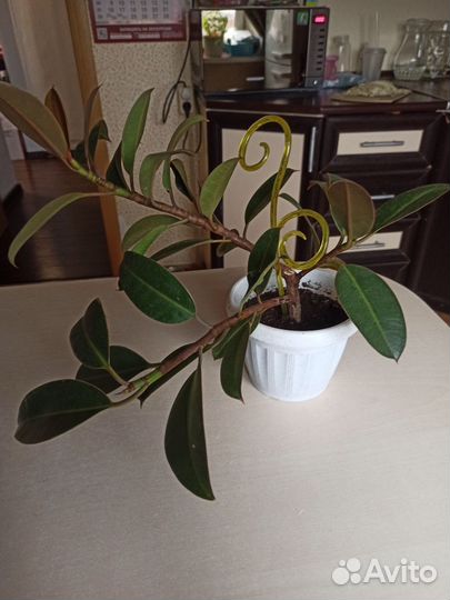 Фикус эластика