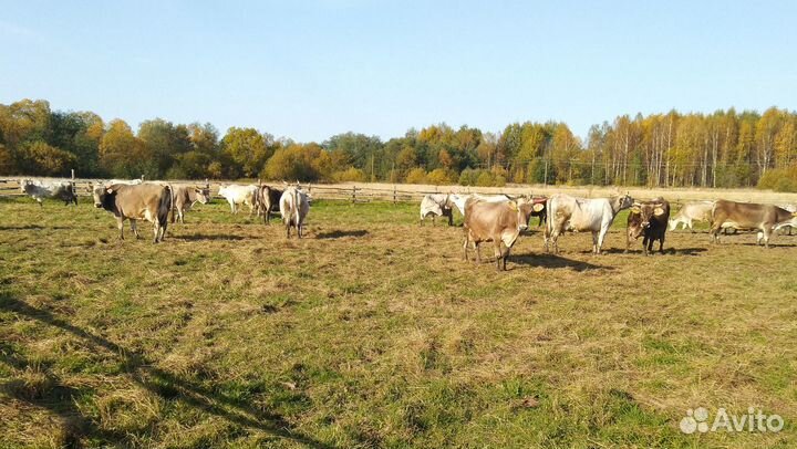 Заведущий фермой (бригадир)