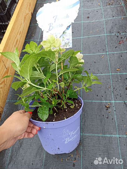 Гортензия Френч Болеро